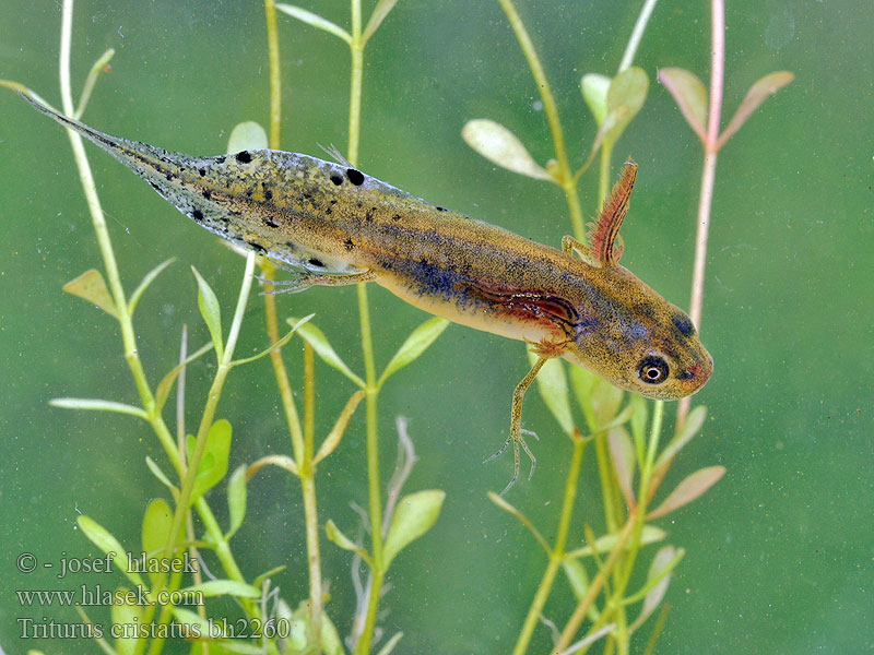 Rupilisko Triton crêté Kamsalamander Grote watersalamander