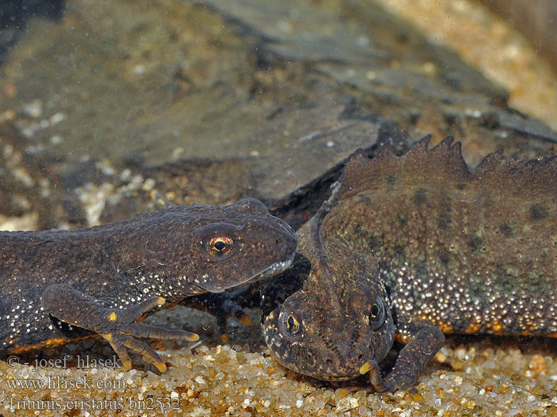 Triturus cristatus Triton Nördlicher Kammmolch