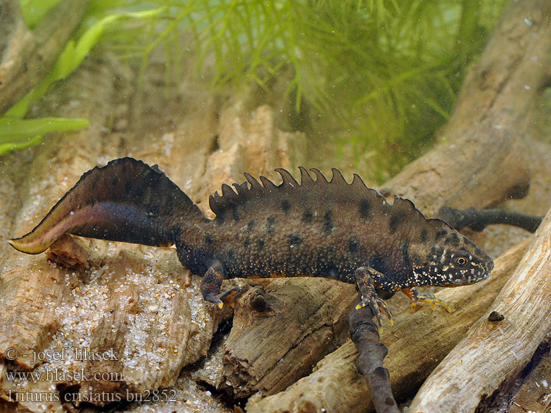 Triturus cristatus Traszka grzebieniasta Stor vandsalamander