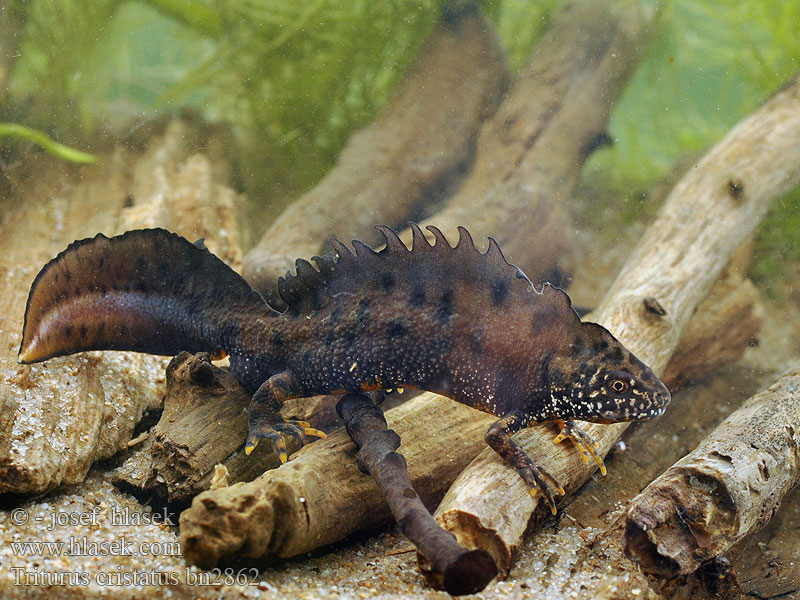 Triturus cristatus Stor vandsalamander Rupilisko Triton crêté