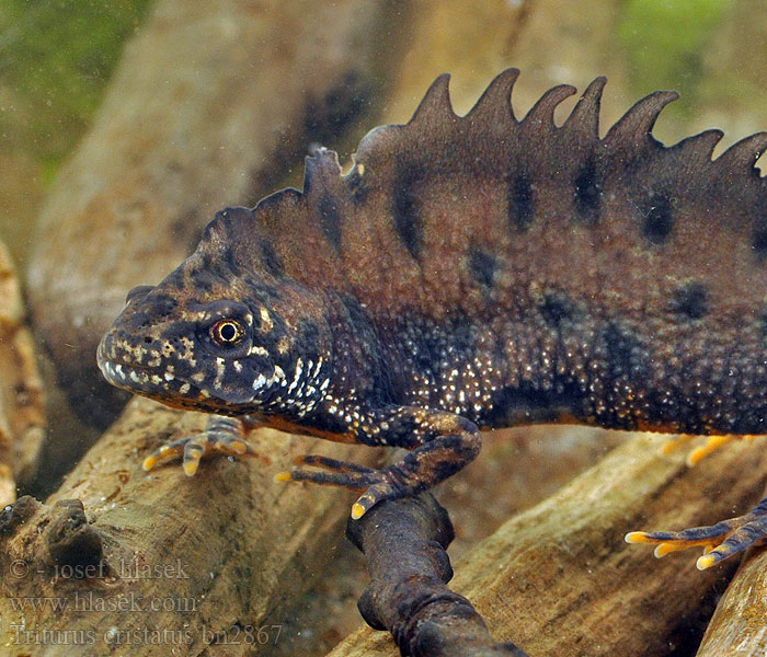 Triturus cristatus Rupilisko Triton crêté Kamsalamander Grote