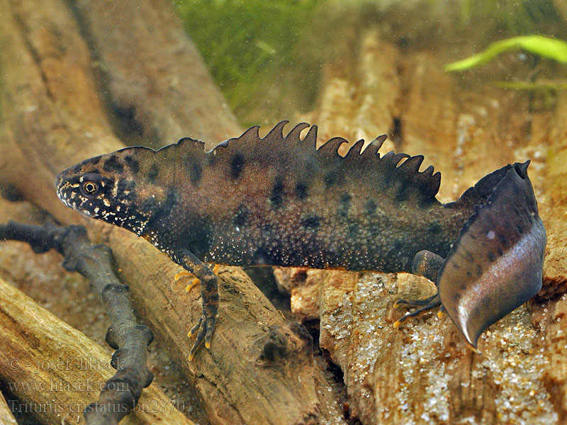 Triturus cristatus Triton crêté Kamsalamander