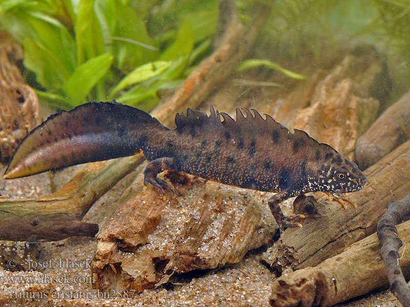 Triturus cristatus Kamsalamander Grote watersalamander