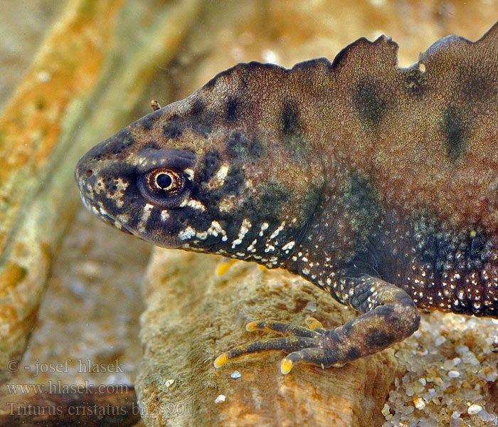 Triturus cristatus Tritone crestato Tarajos gőte