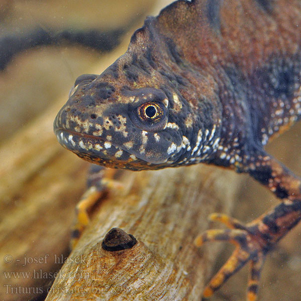 Triturus cristatus Tarajos gőte Mlok hrebenatý