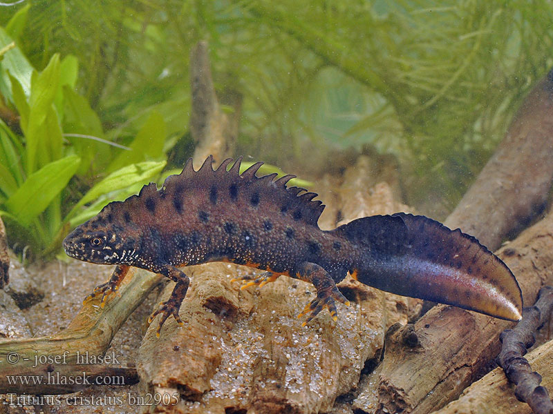 Triturus cristatus Mlok hrebenatý Čolek velký Tritón crestado