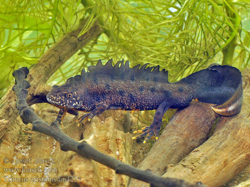 Triton cristatus Triturus Čolek velký Tritón crestado