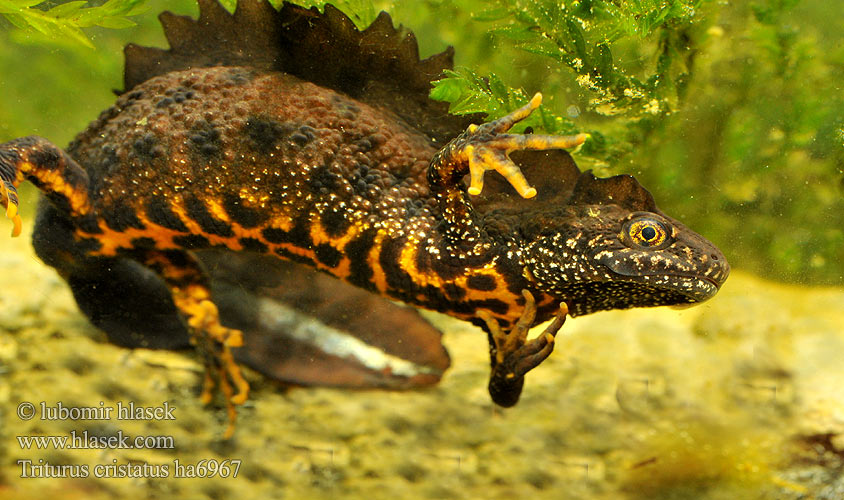 Warty Newt Great Crested Nördlicher Kammmolch