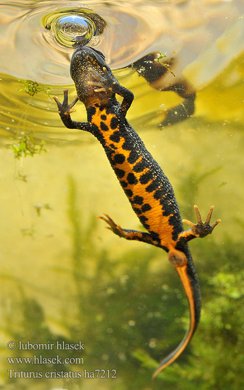 Rupilisko Triton crêté Kamsalamander Grote watersalamander