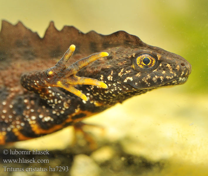 Triton crêté Kamsalamander Grote watersalamander