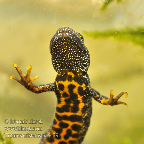 Kamsalamander Grote watersalamander Tritone crestato