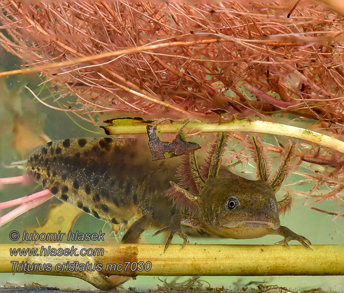 Stor vandsalamander Triturus cristatus