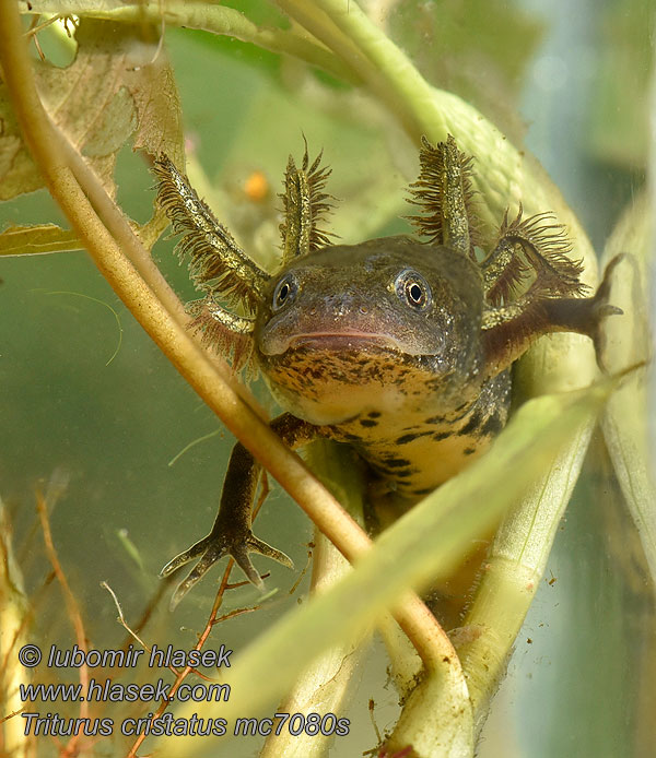 Kamsalamander Grote watersalamander Triturus cristatus