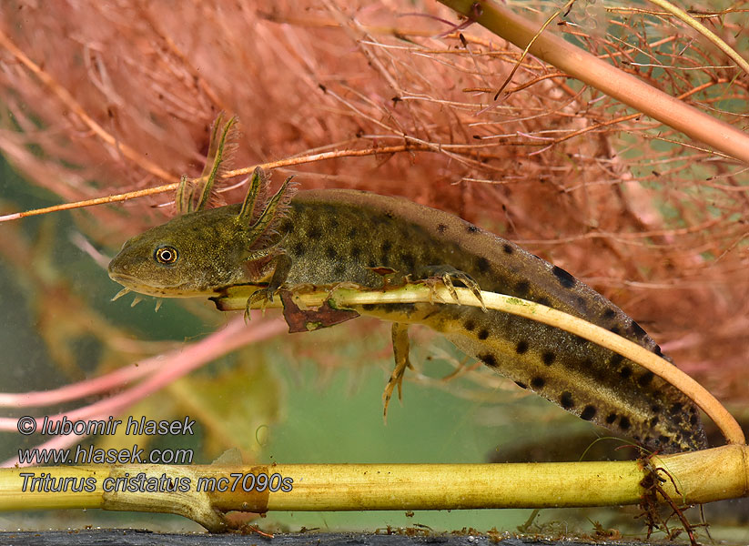 Tritone crestato Triturus cristatus