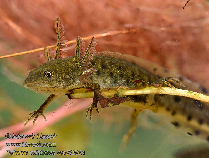 Tarajos gőte Mlok hrebenatý Triturus cristatus