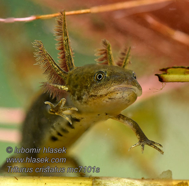 Čolek velký Triturus cristatus