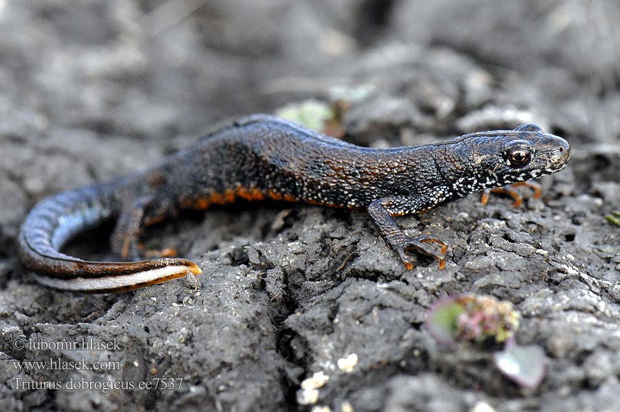 Donau-Kammmolch Danube Crested Newt Triturus dobrogicus