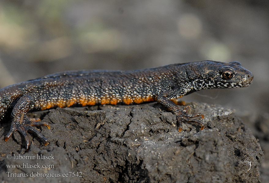 Tritão crista danúbio Дунайский тритон Triturus dobrogicus