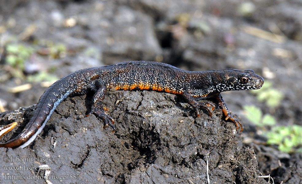 Dunai gőte Čolek dunajský Triturus dobrogicus