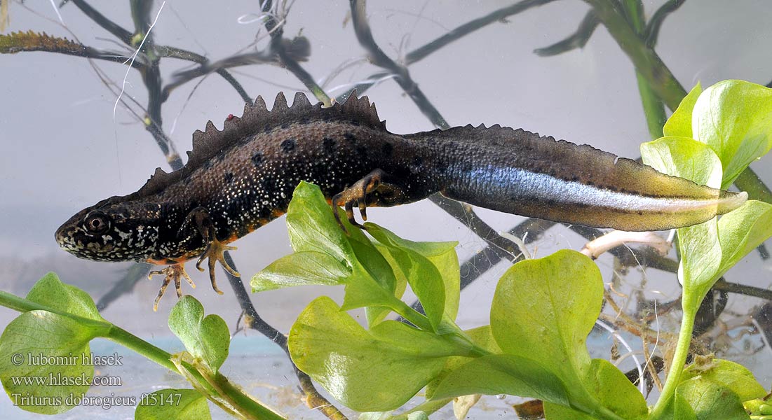 Triturus dobrogicus Donau-Kammmolch Danube Crested Newt Дунавски гребенест тритон Podunavski vodenjak Dunai gőte Donaukamsalamander Tritão crista danúbio Дунайский тритон Större donauvattensalamander Čolek dunajský Traszka naddunajska Triton creastă dobrogean Mlok dunajský