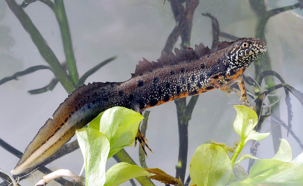 Дунавски гребенест тритон Podunavski vodenjak Dunai gőte Donaukamsalamander Tritão crista danúbio Дунайский тритон Större donauvattensalamander Čolek dunajský Traszka naddunajska Triton creastă dobrogean Mlok dunajský Triturus dobrogicus Donau-Kammmolch Danube Crested Newt