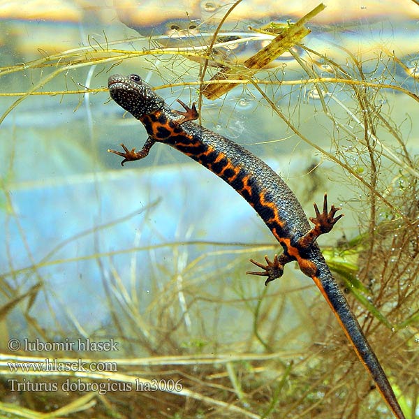 Дунайский тритон Större donauvattensalamander Čolek dunajský Traszka naddunajska Triton creastă dobrogean Mlok dunajský Triturus dobrogicus Donau-Kammmolch Danube Crested Newt Дунавски гребенест тритон Podunavski vodenjak Dunai gőte Donaukamsalamander Tritão crista danúbio