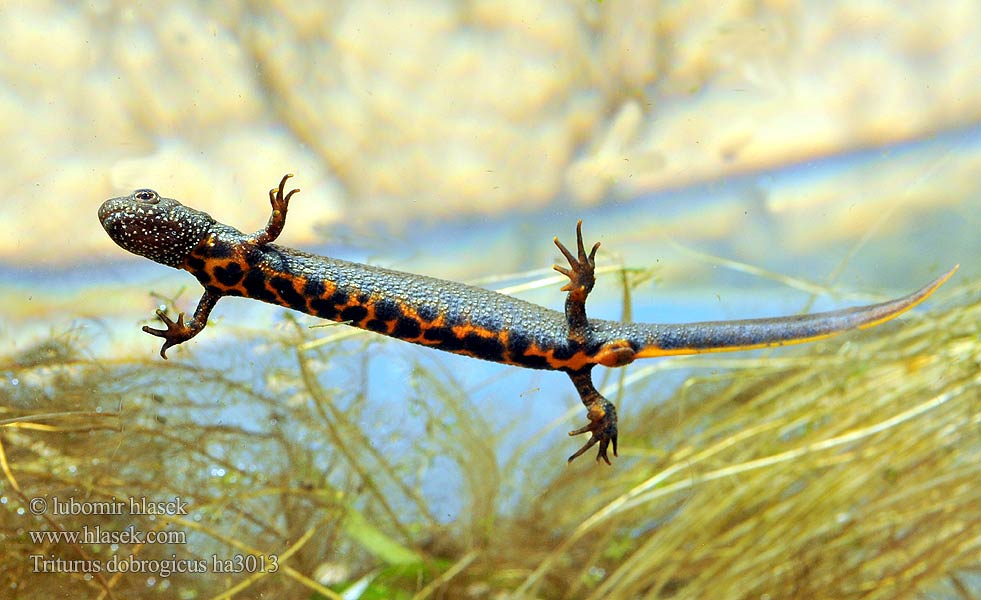 Čolek dunajský Traszka naddunajska Triton creastă dobrogean Mlok dunajský Triturus dobrogicus Donau-Kammmolch Danube Crested Newt Дунавски гребенест тритон Podunavski vodenjak Dunai gőte Donaukamsalamander Tritão crista danúbio Дунайский тритон Större donauvattensalamander