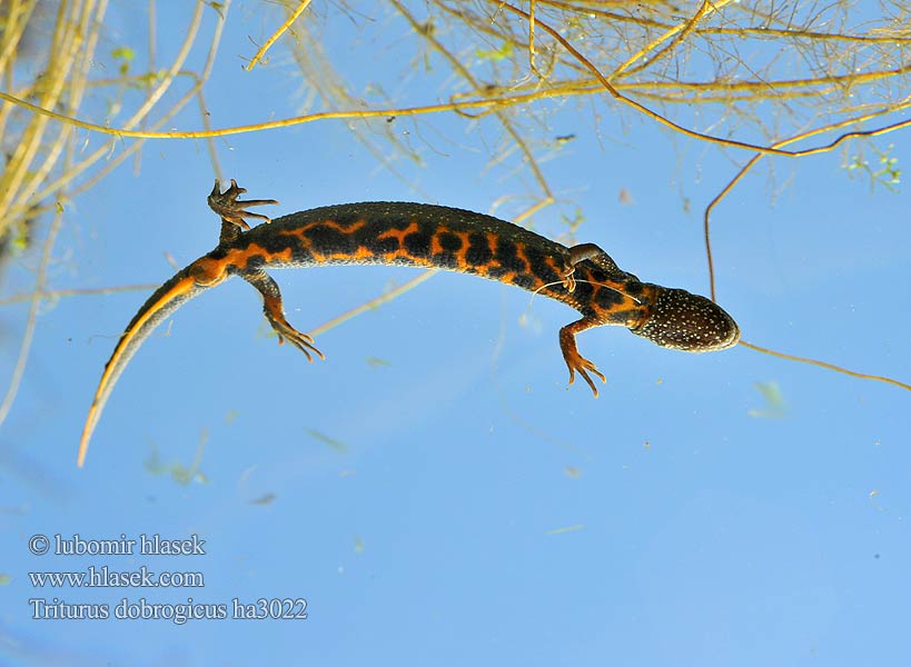 Mlok dunajský Triturus dobrogicus Donau-Kammmolch Danube Crested Newt Дунавски гребенест тритон Podunavski vodenjak Dunai gőte Donaukamsalamander Tritão crista danúbio Дунайский тритон Större donauvattensalamander Čolek dunajský Traszka naddunajska Triton creastă dobrogean