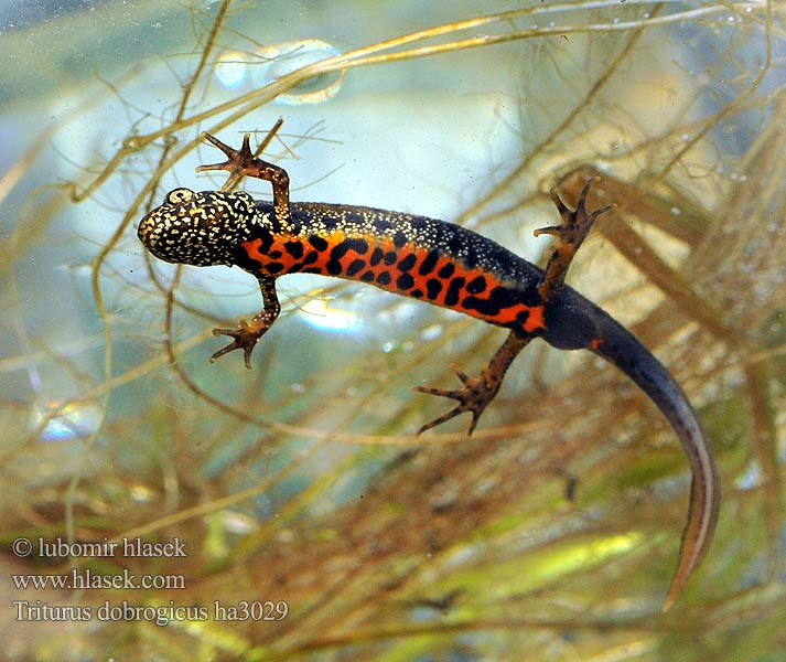 Donau-Kammmolch Danube Crested Newt Дунавски гребенест тритон Podunavski vodenjak Dunai gőte Donaukamsalamander Tritão crista danúbio Дунайский тритон Större donauvattensalamander Čolek dunajský Traszka naddunajska Triton creastă dobrogean Mlok dunajský Triturus dobrogicus