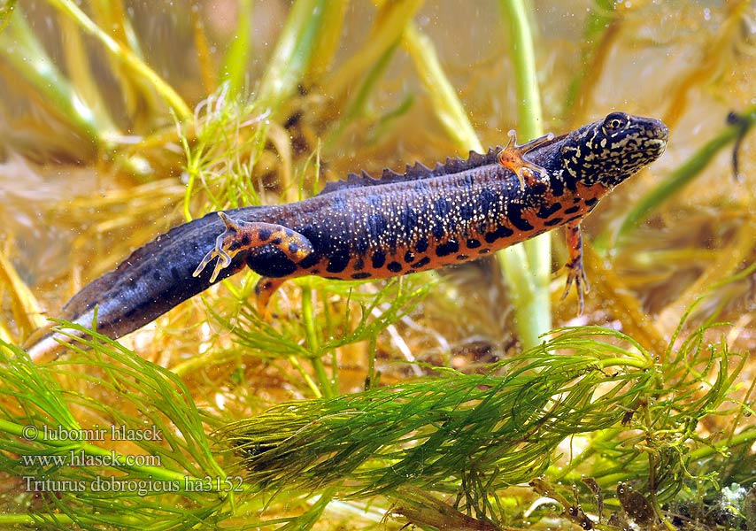 Danube Crested Newt Дунавски гребенест тритон Podunavski vodenjak Dunai gőte Donaukamsalamander Tritão crista danúbio Дунайский тритон Större donauvattensalamander Čolek dunajský Traszka naddunajska Triton creastă dobrogean Mlok dunajský Triturus dobrogicus Donau-Kammmolch