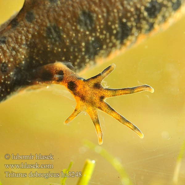 Podunavski vodenjak Dunai gőte Donaukamsalamander Tritão crista danúbio Дунайский тритон Större donauvattensalamander Čolek dunajský Traszka naddunajska Triton creastă dobrogean Mlok dunajský Triturus dobrogicus Donau-Kammmolch Danube Crested Newt Дунавски гребенест тритон