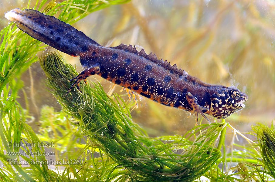 Dunai gőte Donaukamsalamander Tritão crista danúbio Дунайский тритон Större donauvattensalamander Čolek dunajský Traszka naddunajska Triton creastă dobrogean Mlok dunajský Triturus dobrogicus Donau-Kammmolch Danube Crested Newt Дунавски гребенест тритон Podunavski vodenjak