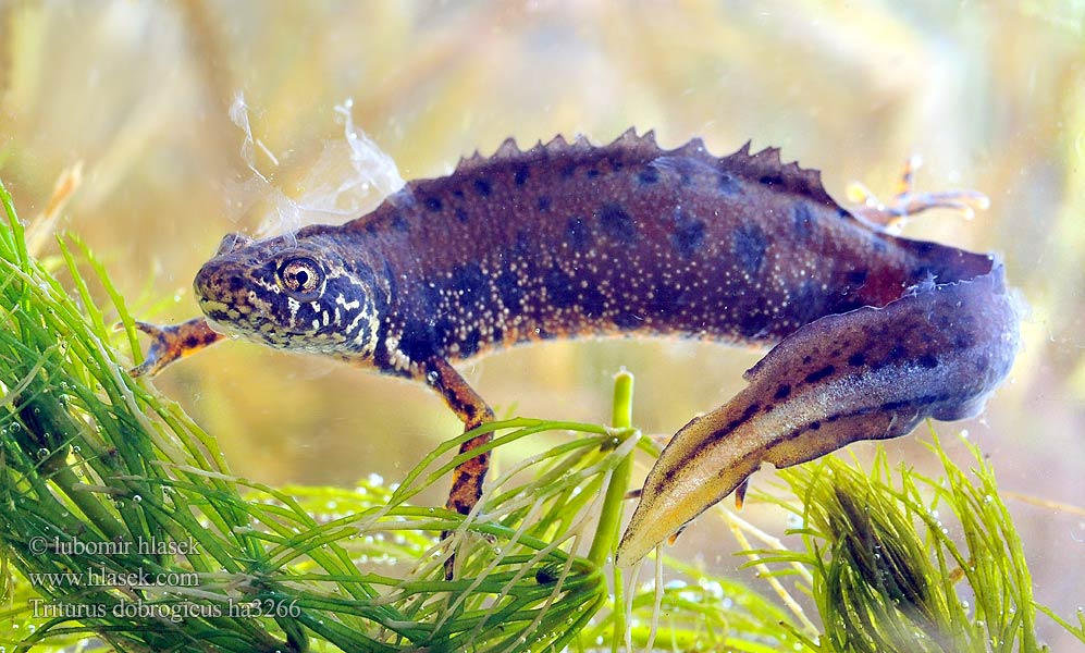 Tritão crista danúbio Дунайский тритон Större donauvattensalamander Čolek dunajský Traszka naddunajska Triton creastă dobrogean Mlok dunajský Triturus dobrogicus Donau-Kammmolch Danube Crested Newt Дунавски гребенест тритон Podunavski vodenjak Dunai gőte Donaukamsalamander