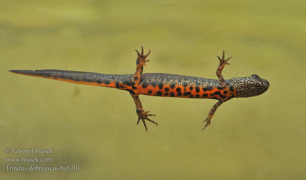 Större donauvattensalamander Čolek dunajský Traszka naddunajska Triton creastă dobrogean Mlok dunajský Triturus dobrogicus Donau-Kammmolch Danube Crested Newt Дунавски гребенест тритон Podunavski vodenjak Dunai gőte Donaukamsalamander Tritão crista danúbio Дунайский тритон