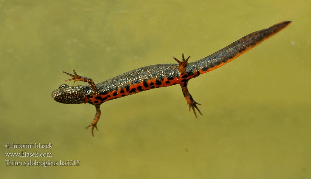 Traszka naddunajska Triton creastă dobrogean Mlok dunajský Triturus dobrogicus Donau-Kammmolch Danube Crested Newt Дунавски гребенест тритон Podunavski vodenjak Dunai gőte Donaukamsalamander Tritão crista danúbio Дунайский тритон Större donauvattensalamander Čolek dunajský