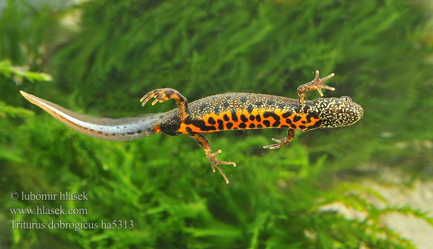 Triton creastă dobrogean Mlok dunajský Triturus dobrogicus Donau-Kammmolch Danube Crested Newt Дунавски гребенест тритон Podunavski vodenjak Dunai gőte Donaukamsalamander Tritão crista danúbio Дунайский тритон Större donauvattensalamander Čolek dunajský Traszka naddunajska