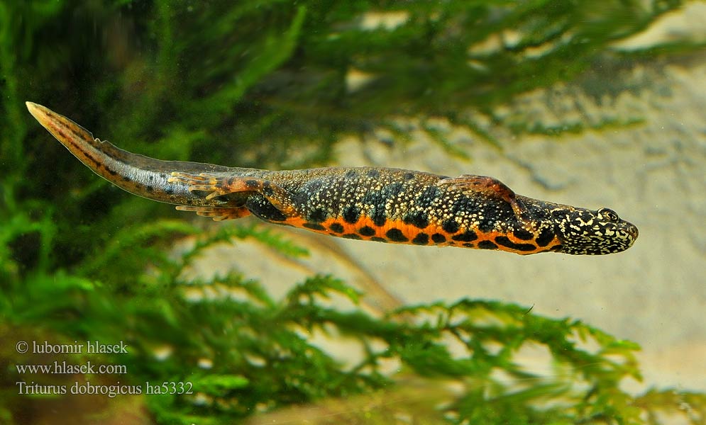 Triturus dobrogicus Triton creastă dobrogean Mlok dunajský Donau-Kammmolch Danube Crested Newt Дунавски гребенест тритон Podunavski vodenjak Dunai gőte Donaukamsalamander Tritão crista danúbio Дунайский тритон Större donauvattensalamander Čolek dunajský Traszka naddunajska