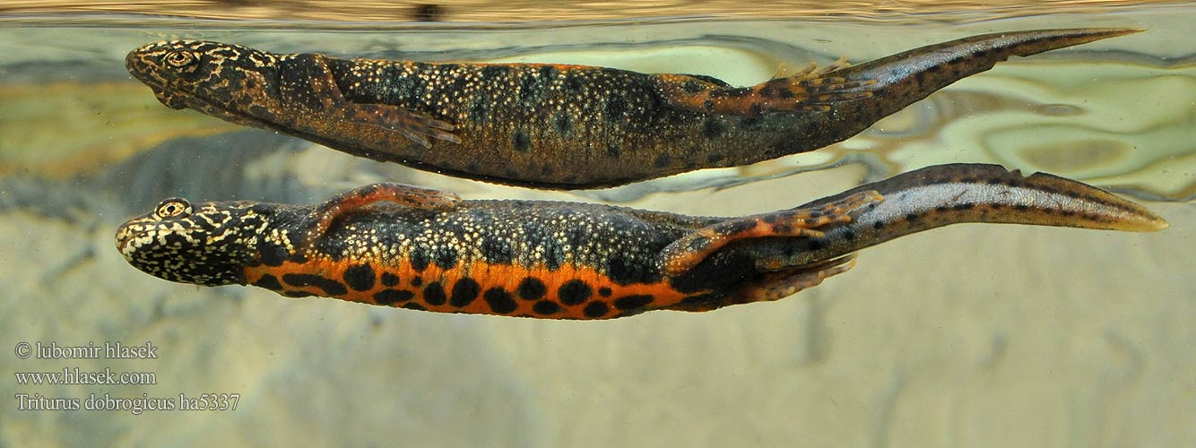 Triturus dobrogicus Mlok dunajský Donau-Kammmolch Danube Crested Newt Дунавски гребенест тритон Podunavski vodenjak Dunai gőte Donaukamsalamander Tritão crista danúbio Дунайский тритон Större donauvattensalamander Čolek dunajský Traszka naddunajska Triton creastă dobrogean