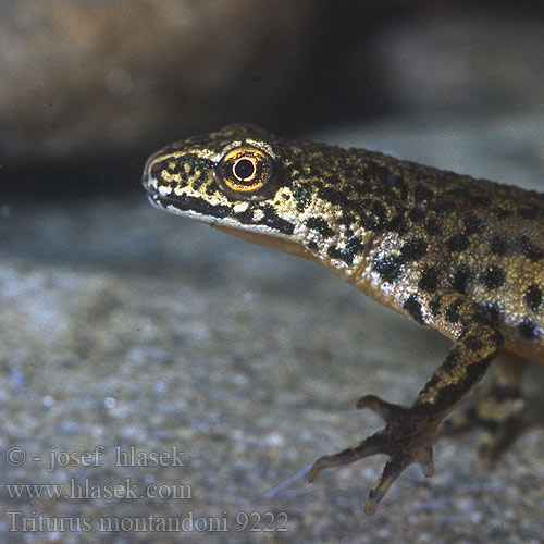 Triturus montandoni Triton Carpathian Newt Karpaattienvesilisko Karpatensalamander Tritone Montandon Kárpáti gőte Karpatenmolch Traszka karpacka Mlok karpatský Čolek karpatský Karpatsalamander Тритон карпатский Karpatski pupek Montandon's Newt Karpatsalamander Тритон карпатський