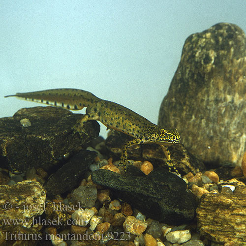 Karpatensalamander Tritone Montandon Kárpáti gőte Karpatenmolch Traszka karpacka Mlok karpatský Čolek karpatský Karpatsalamander Тритон карпатский Karpatski pupek Montandon's Newt Karpatsalamander Тритон карпатський Triturus montandoni Triton Carpathian Newt Karpaattienvesilisko