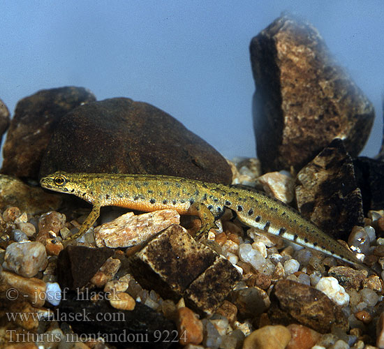 Karpatenmolch Traszka karpacka Mlok karpatský Čolek karpatský Karpatsalamander Тритон карпатский Karpatski pupek Montandon's Newt Karpatsalamander Тритон карпатський Triturus montandoni Triton Carpathian Newt Karpaattienvesilisko Karpatensalamander Tritone Montandon Kárpáti gőte