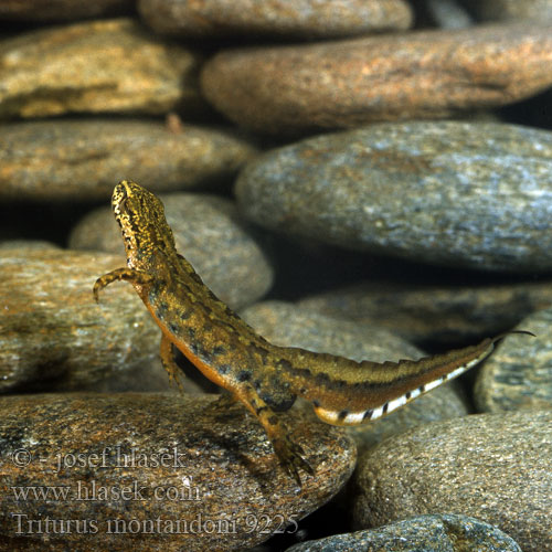 Čolek karpatský Karpatsalamander Тритон карпатский Karpatski pupek Montandon's Newt Karpatsalamander Тритон карпатський Triturus montandoni Triton Carpathian Newt Karpaattienvesilisko Karpatensalamander Tritone Montandon Kárpáti gőte Karpatenmolch Traszka karpacka Mlok karpatský