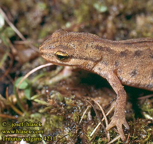 Triturus vulgaris Triton Lissotriton Smooth Newt Lille vandsalamander