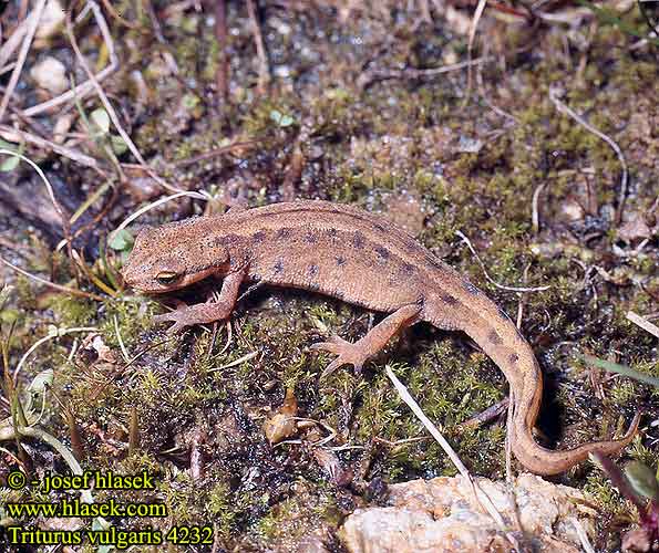 Vesilisko Triton ponctué lobé Kleine watersalamander Tritone punteggiato