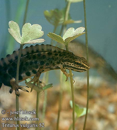 Vesilisko Triton ponctué lobé Kleine watersalamander Tritone punteggiato