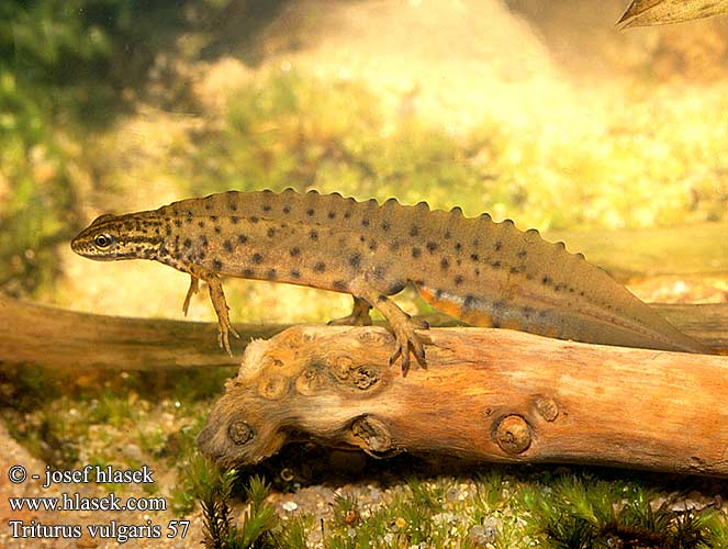 Vesilisko Triton ponctué lobé Kleine watersalamander Tritone punteggiato