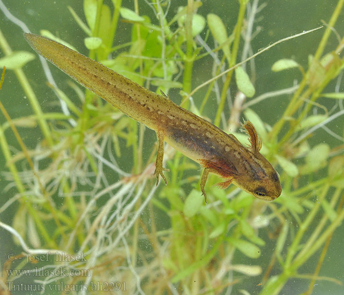 Triturus vulgaris Triton Lissotriton Smooth Newt Lille vandsalamander