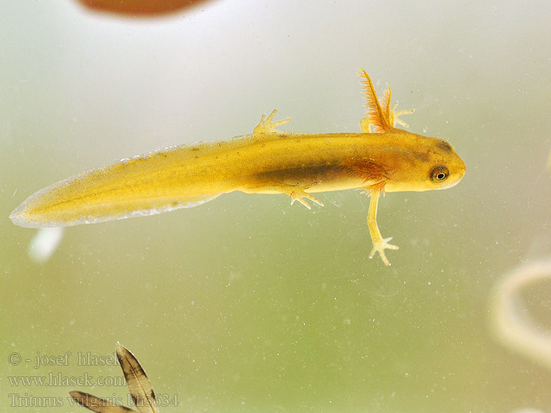 Kleine watersalamander Tritone punteggiato Pettyes gőte Teichmolch