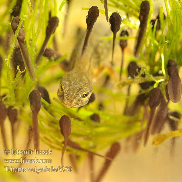 Tähnikvesilik Mali vodenjak Paprastasis tritonas Småsalamander Tritão-comum