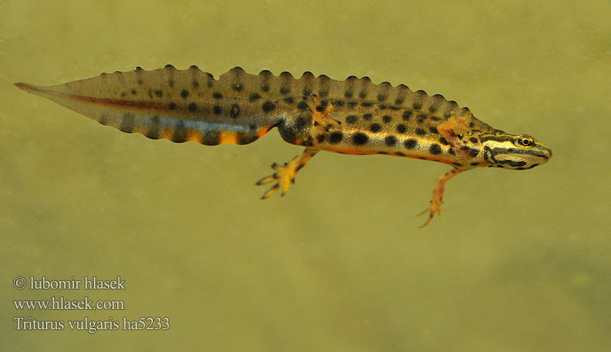 Lissotriton vulgaris